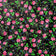 Tissu en coton - Fleurs des Highlands noir II